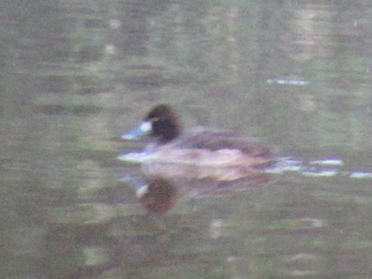 コスズガモ - ML647495261