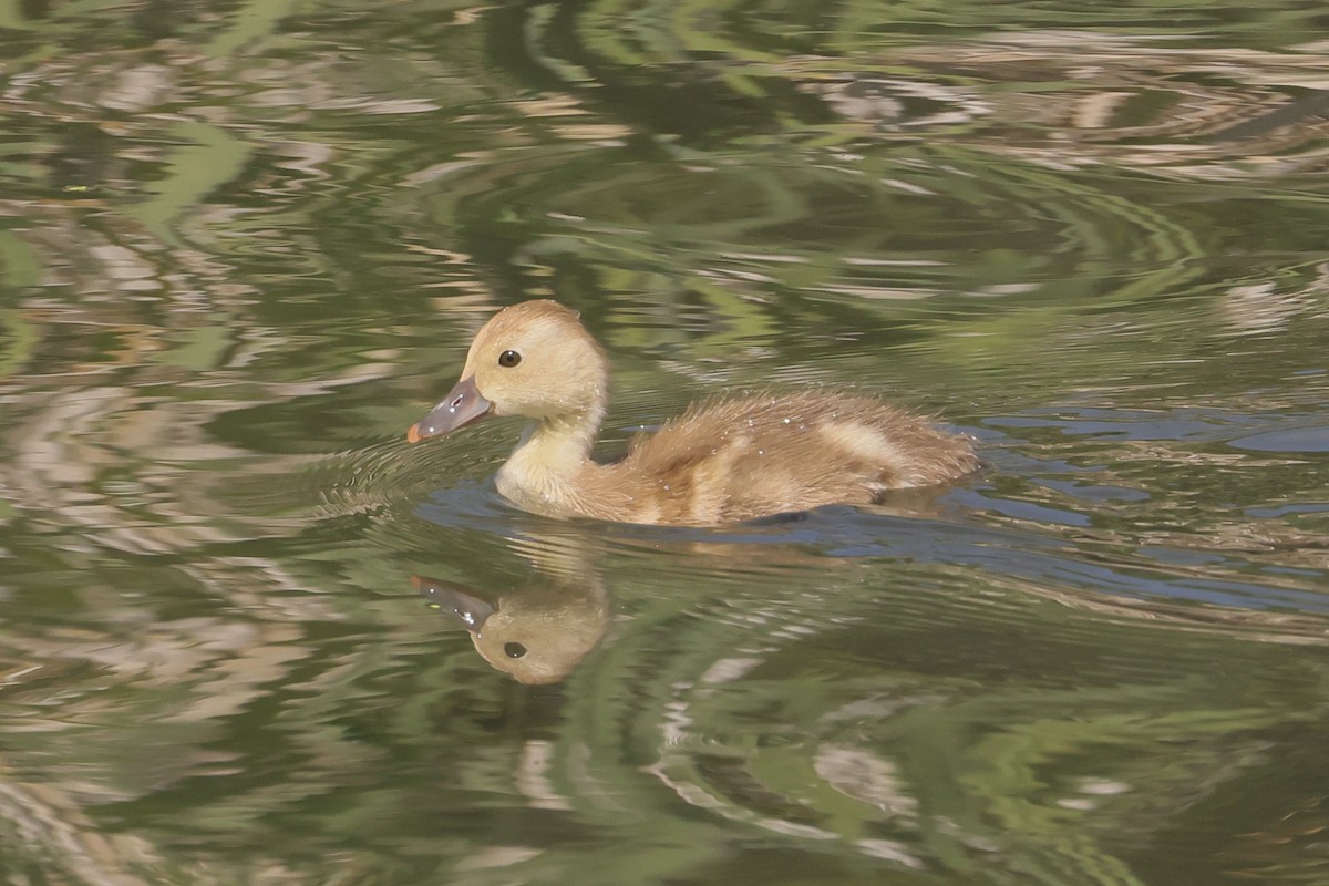 アメリカホシハジロ - ML647495262