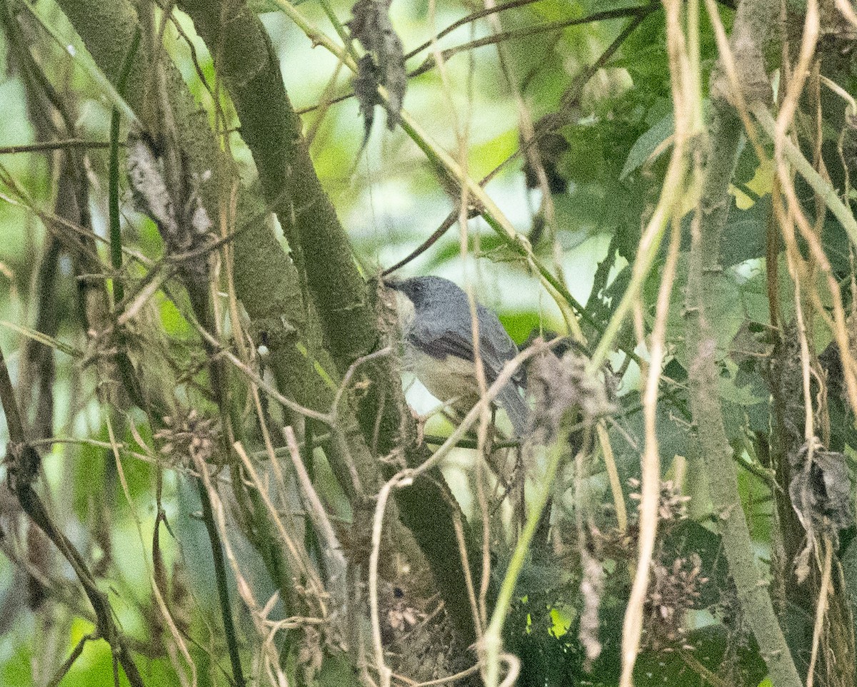 ノドジロハウチワドリ - ML647495264