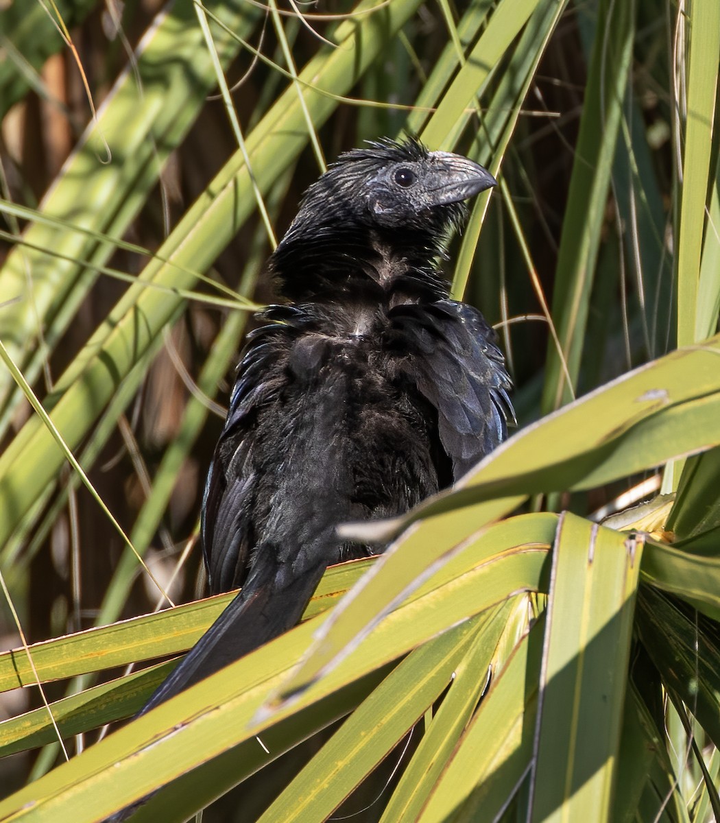 ミゾハシカッコウ - ML647495265