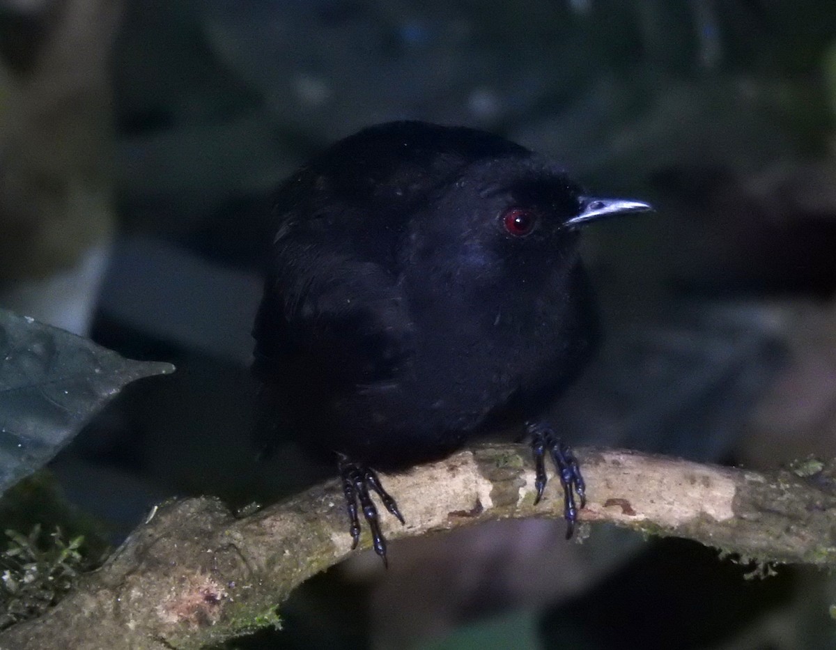 Western Fire-eye (Black-bellied) - ML647495266