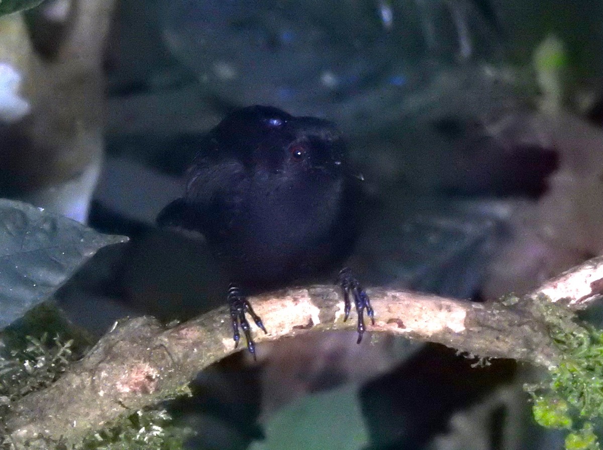 Western Fire-eye (Black-bellied) - ML647495267