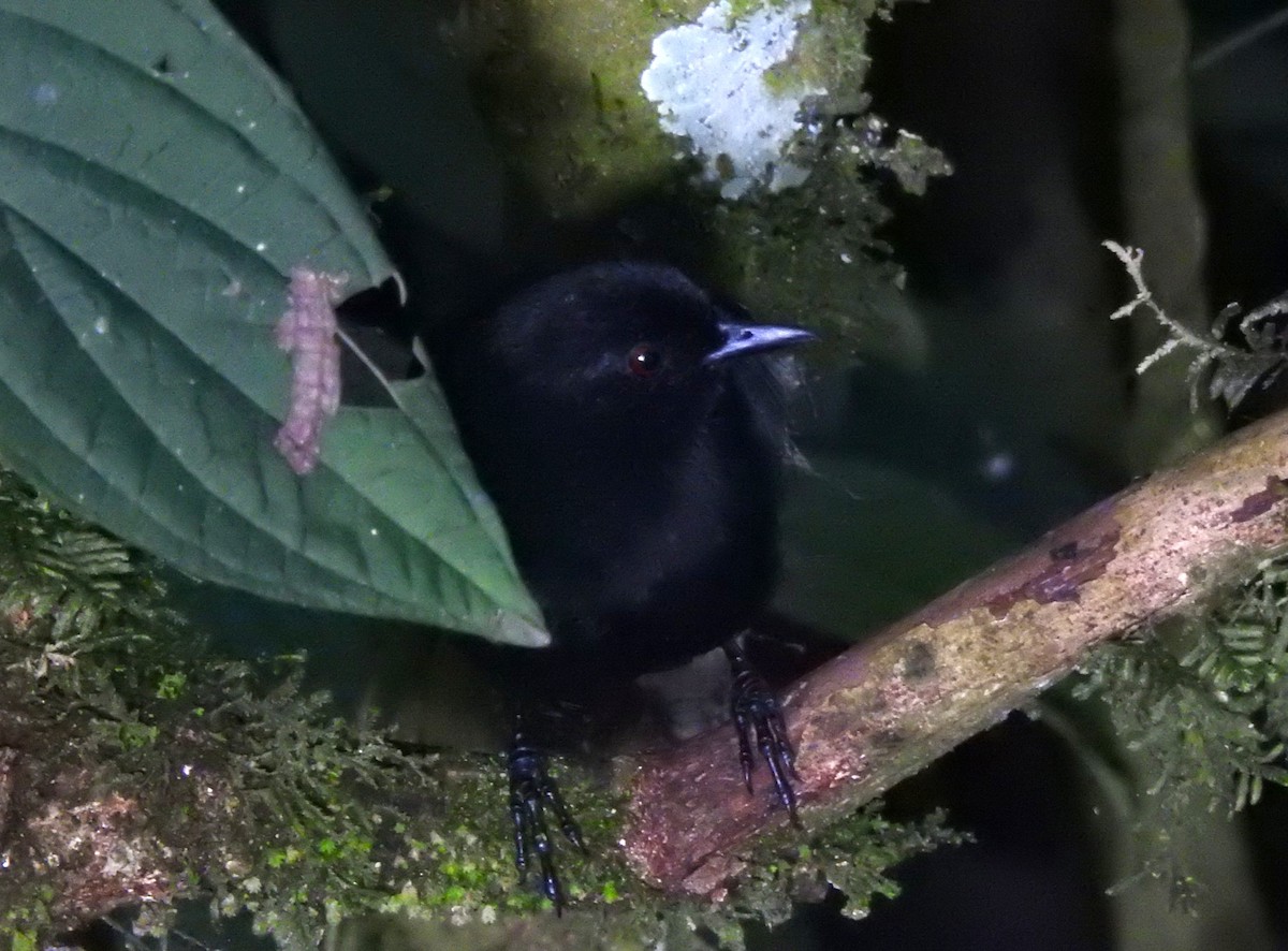 Western Fire-eye (Black-bellied) - ML647495268