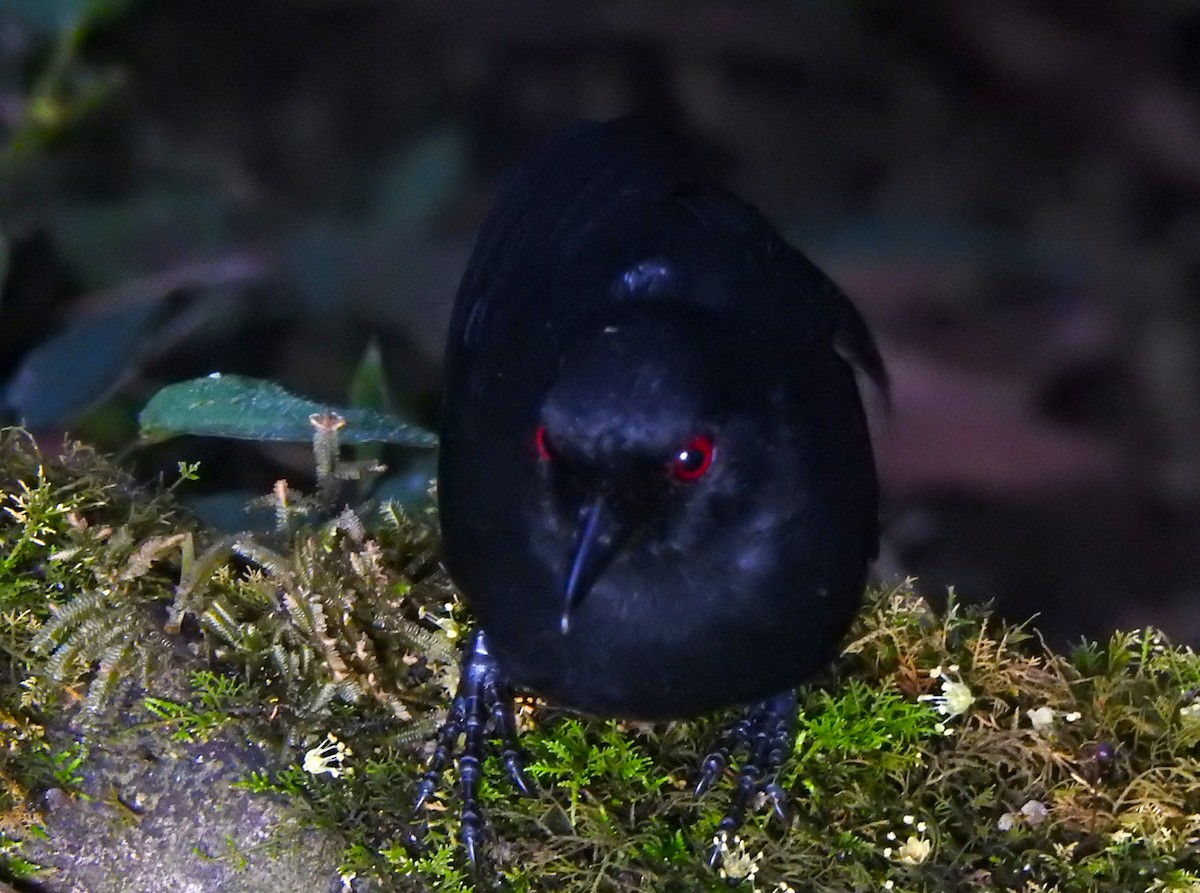 Western Fire-eye (Black-bellied) - ML647495269