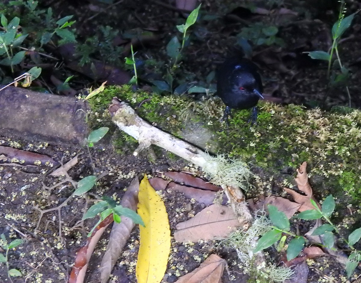 Western Fire-eye (Black-bellied) - ML647495270