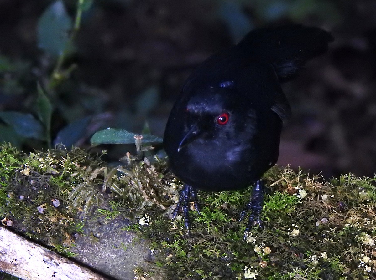 Western Fire-eye (Black-bellied) - ML647495271