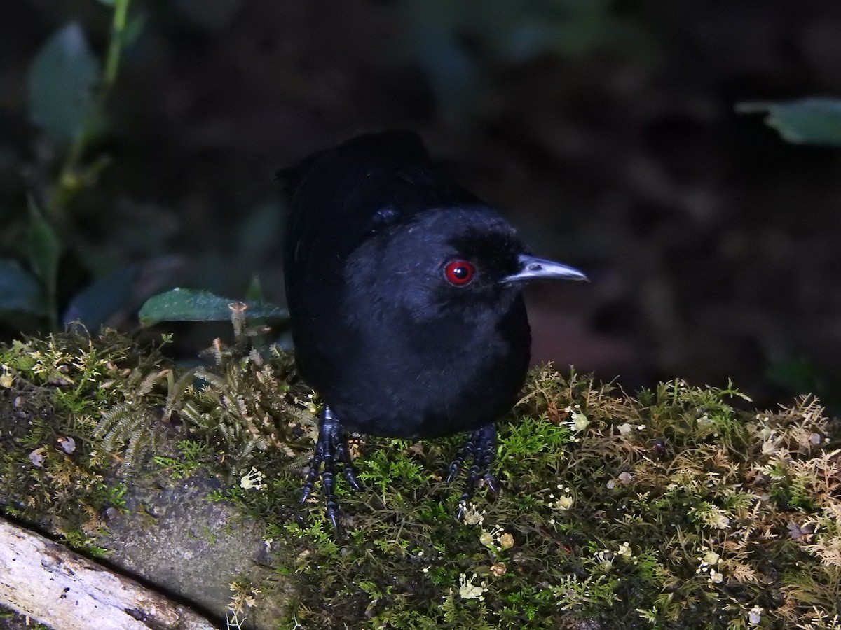 Western Fire-eye (Black-bellied) - ML647495272