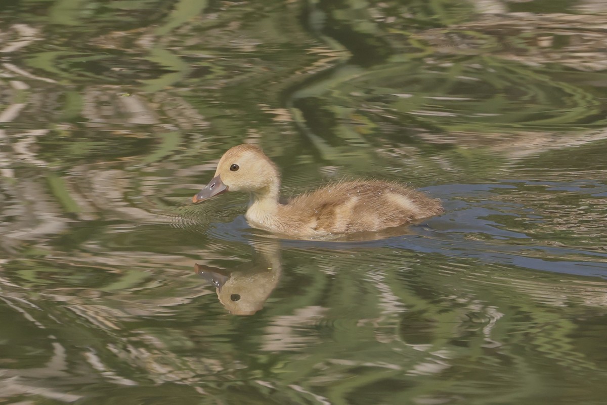 アメリカホシハジロ - ML647495273