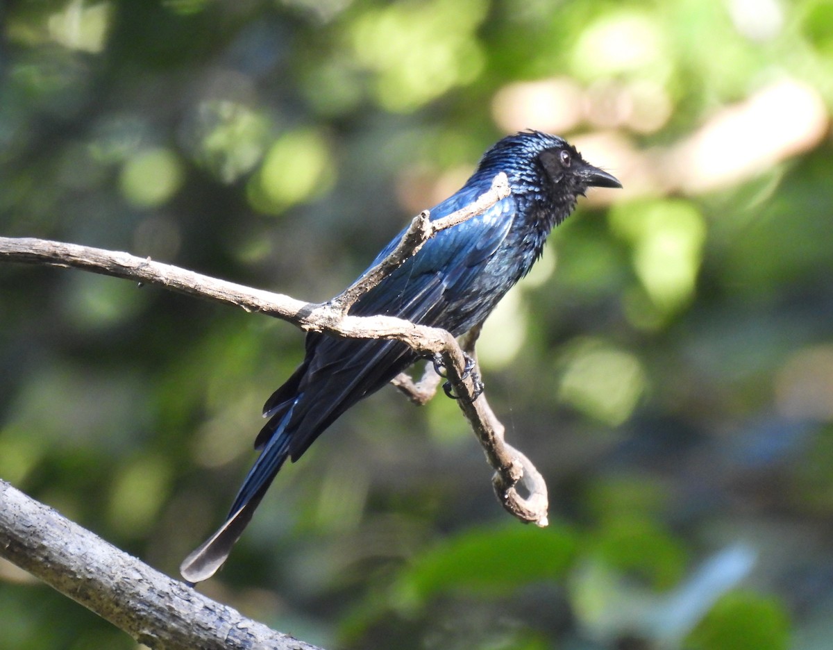 Bronzed Drongo - ML647495278
