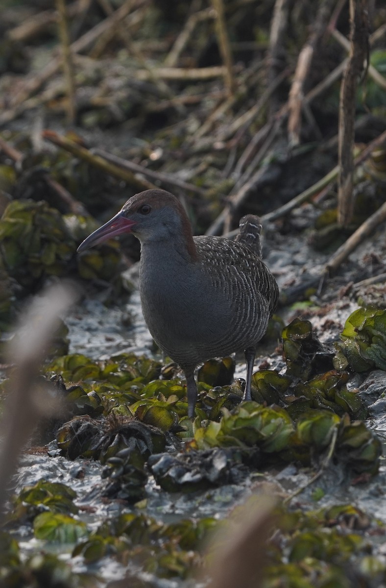Slaty-breasted Rail - ML647495279