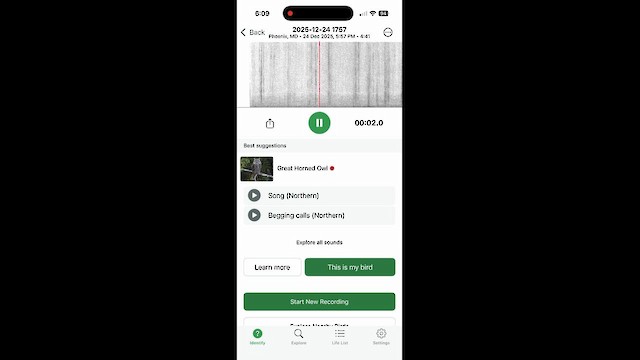 výr virginský - ML647495285
