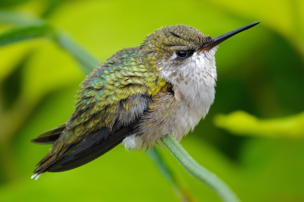 Ruby-throated Hummingbird - ML647495289
