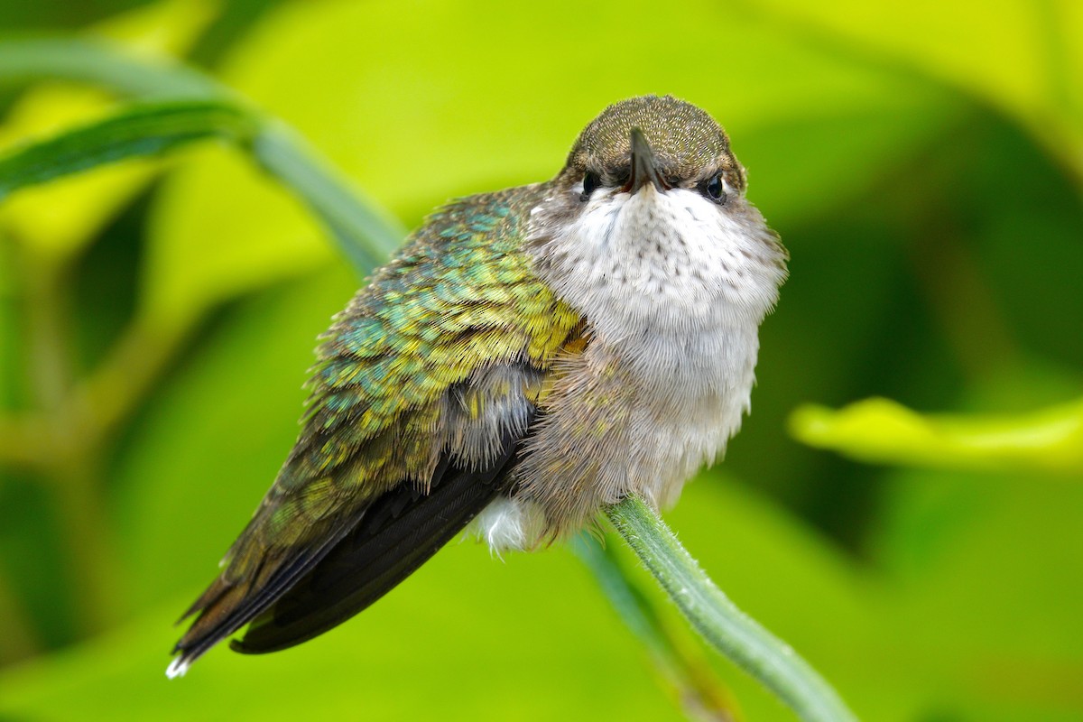 Ruby-throated Hummingbird - ML647495290
