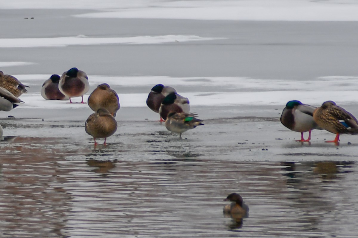 Green-winged Teal - ML647495300