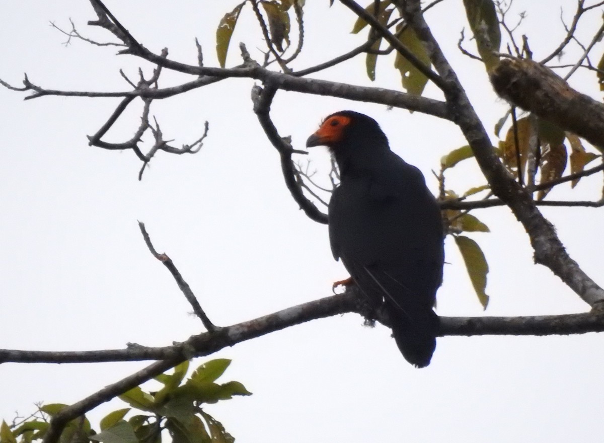 Siyah Karakara - ML647495302