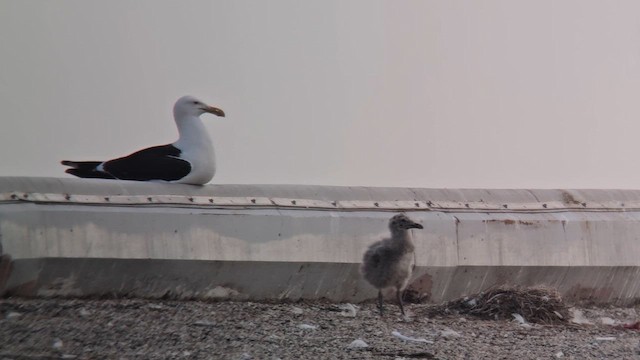 racek jižní - ML647495303