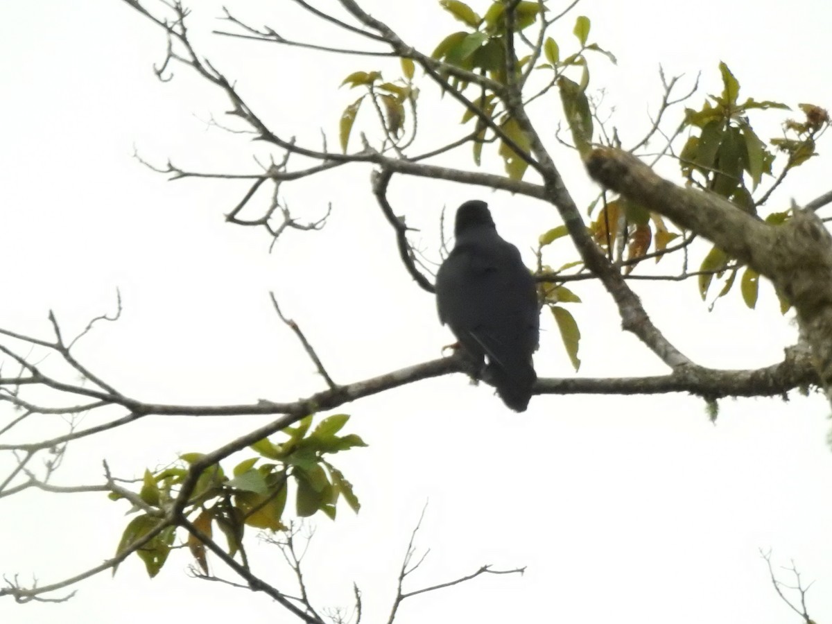 Siyah Karakara - ML647495304