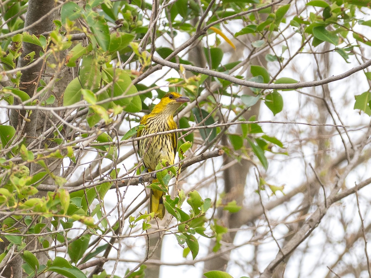 Black-naped Oriole (East Asian) - ML647495319