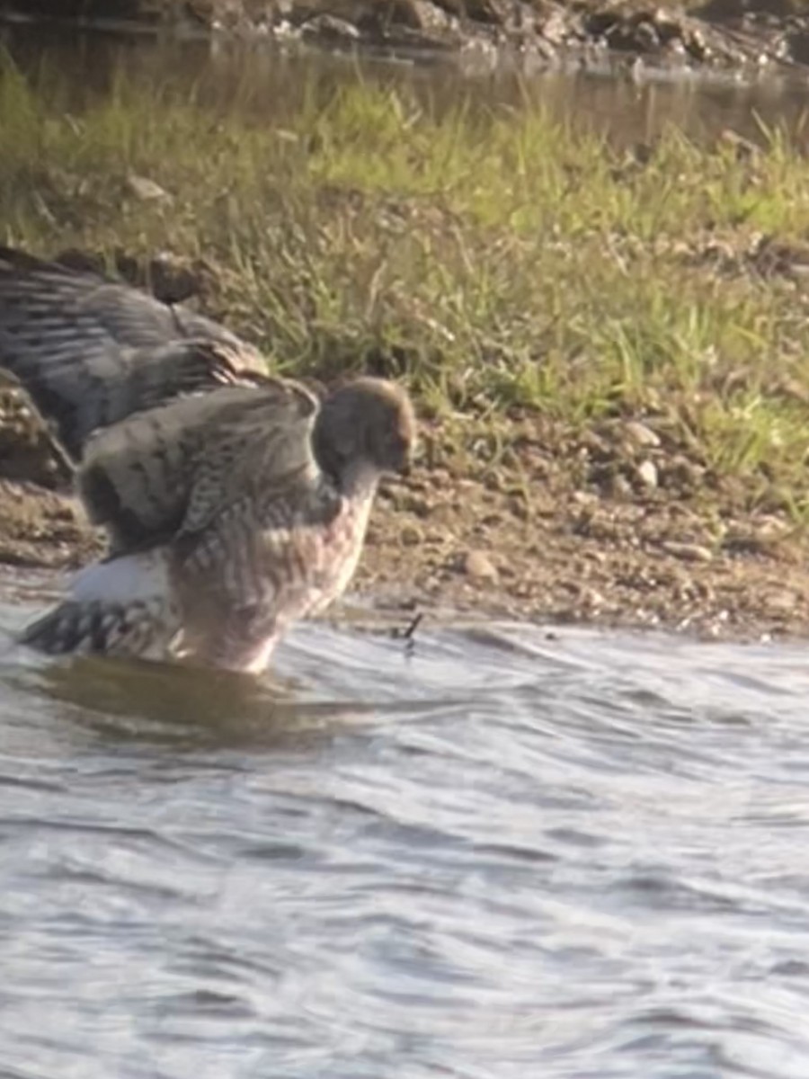 Northern Harrier - ML647495320