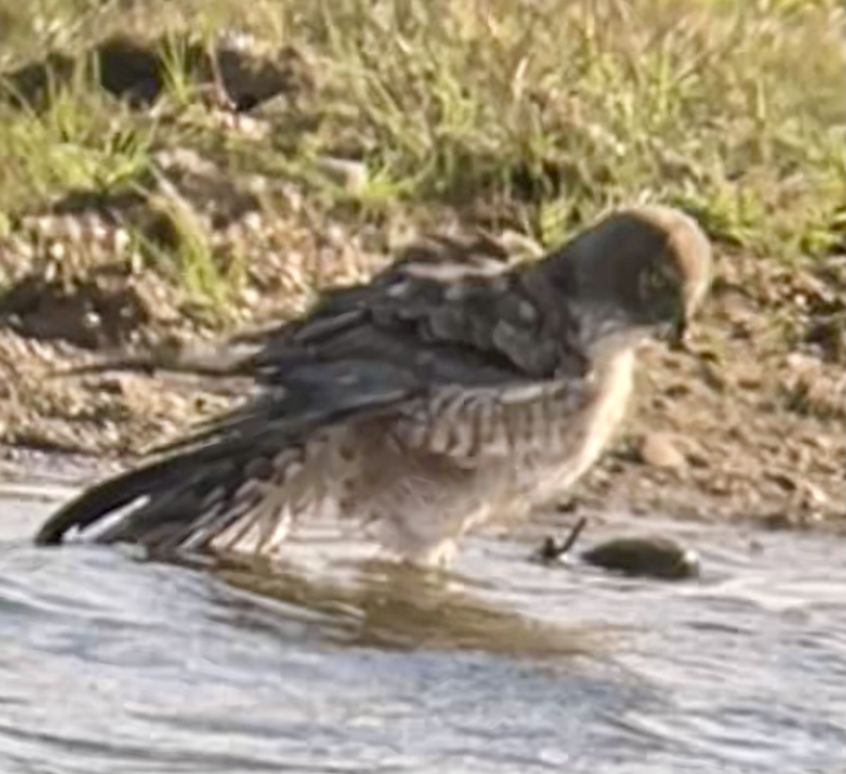 Northern Harrier - ML647495321