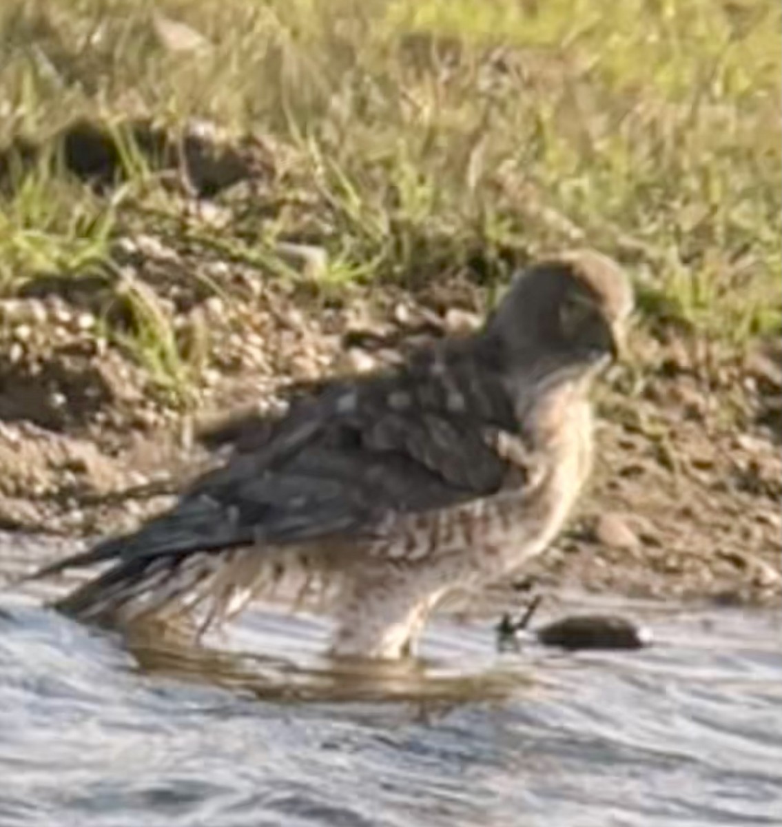 Northern Harrier - ML647495322