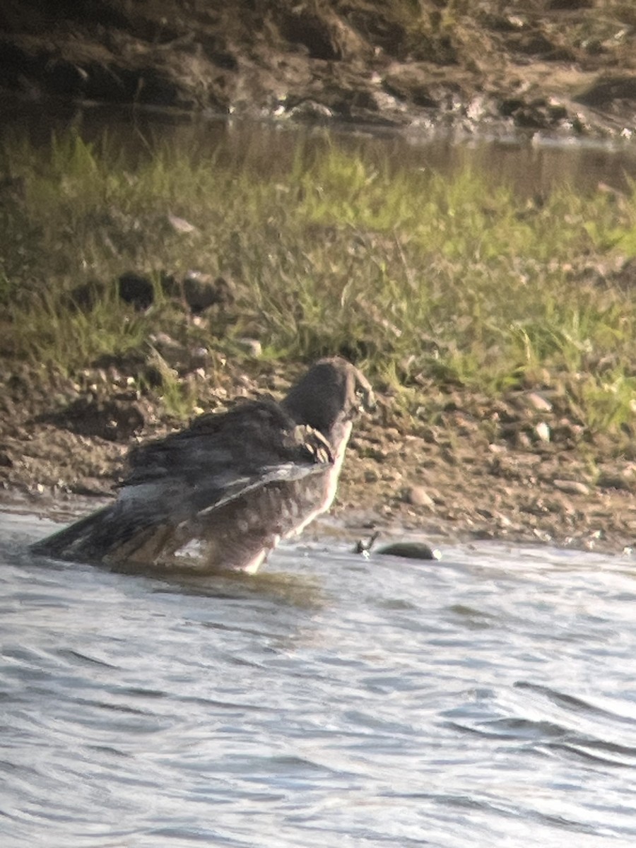 Northern Harrier - ML647495323