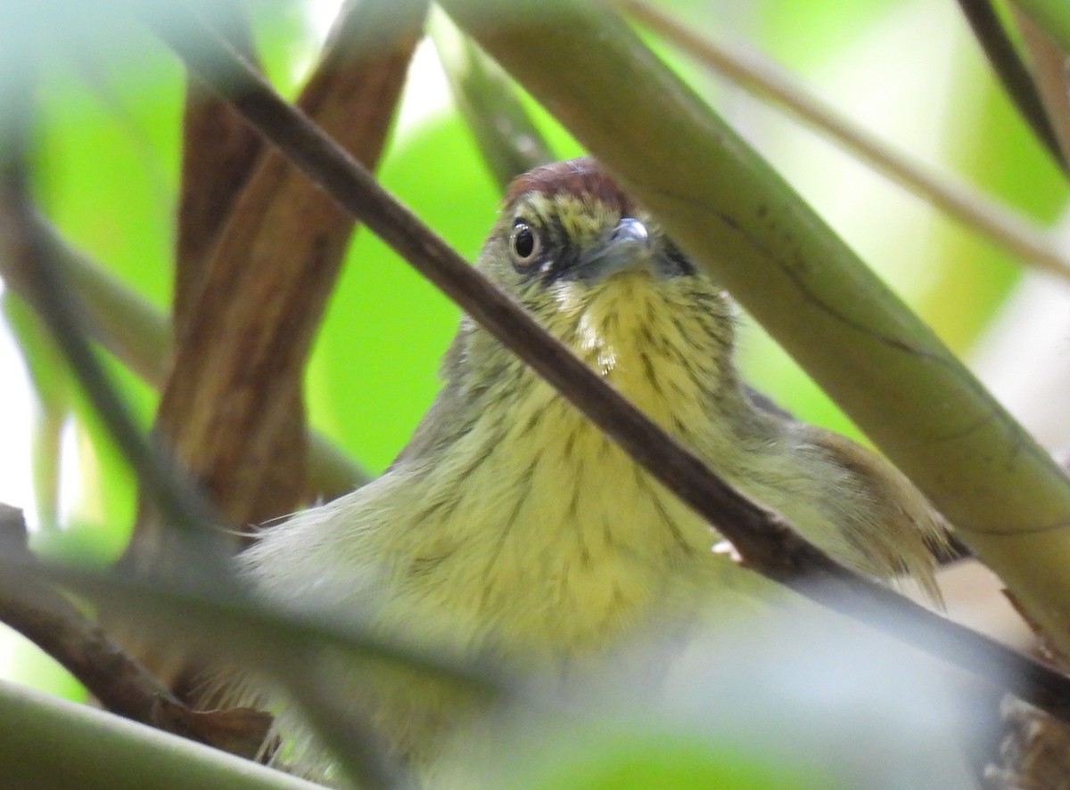 Pin-striped Tit-Babbler (Pin-striped) - ML647495324