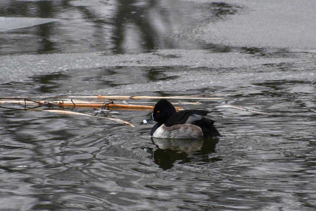 Ring-necked Duck - ML647495333