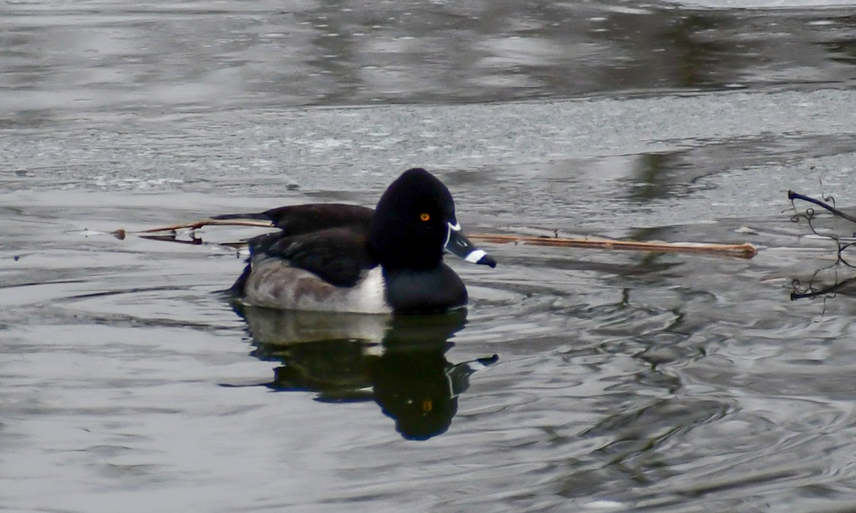 Ring-necked Duck - ML647495337