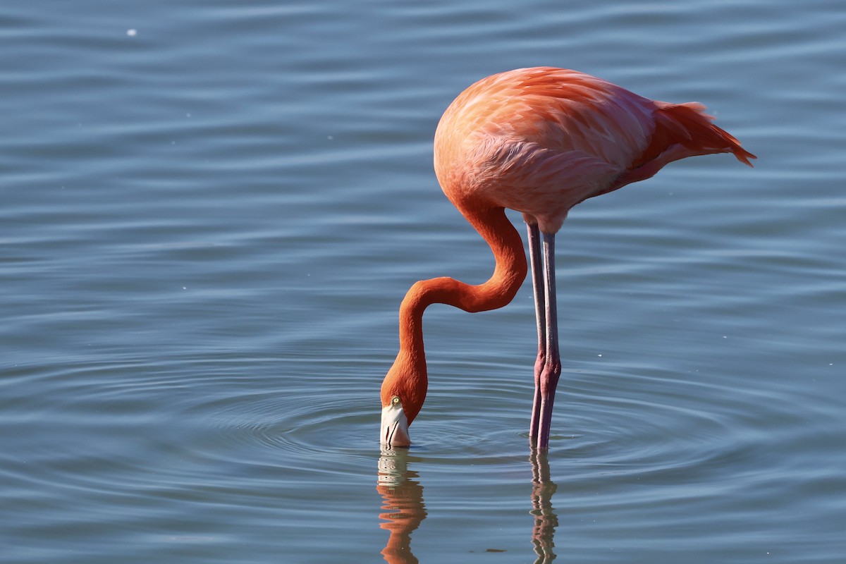 American Flamingo - ML647495340