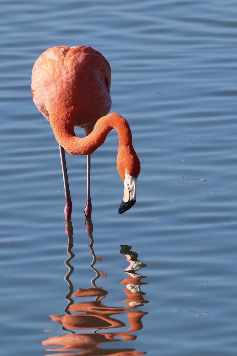American Flamingo - ML647495341