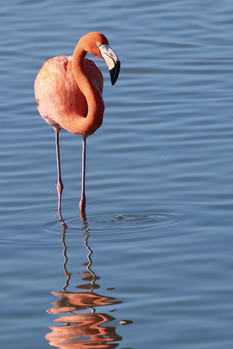 American Flamingo - ML647495342