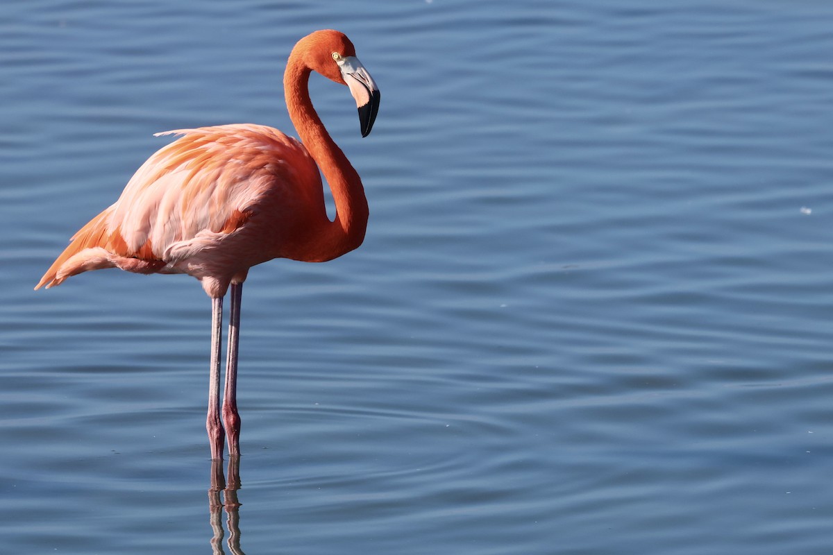 American Flamingo - ML647495343