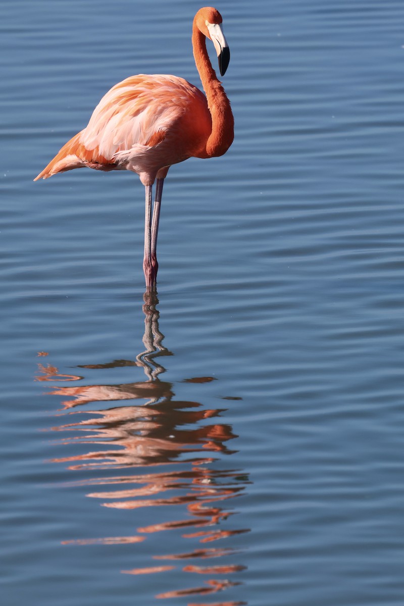 American Flamingo - ML647495344