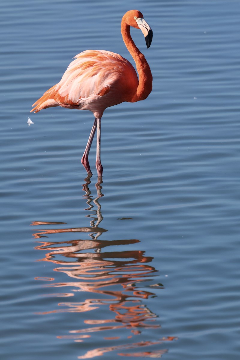 American Flamingo - ML647495345