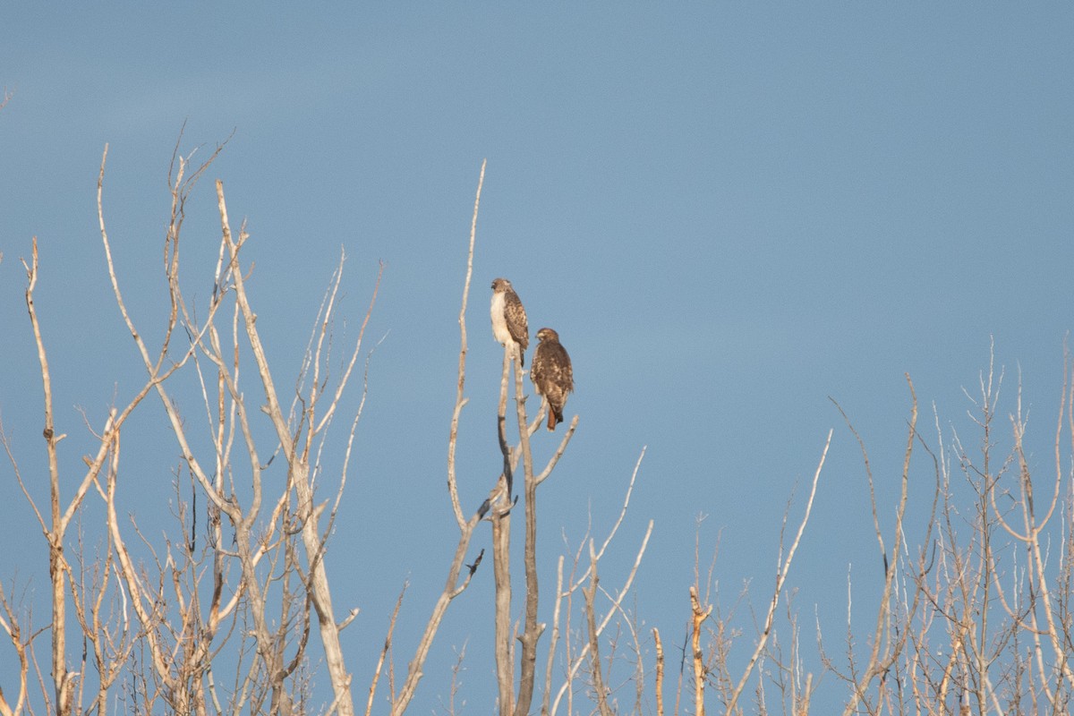 Red-tailed Hawk - ML647495346