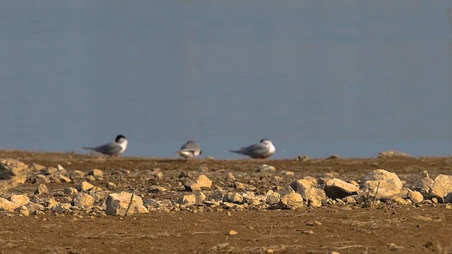 rybák říční - ML647495352