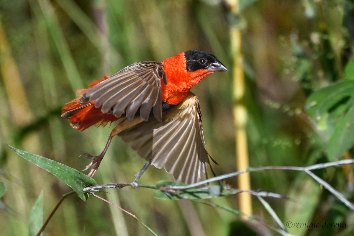 Feuerweber - ML647495353