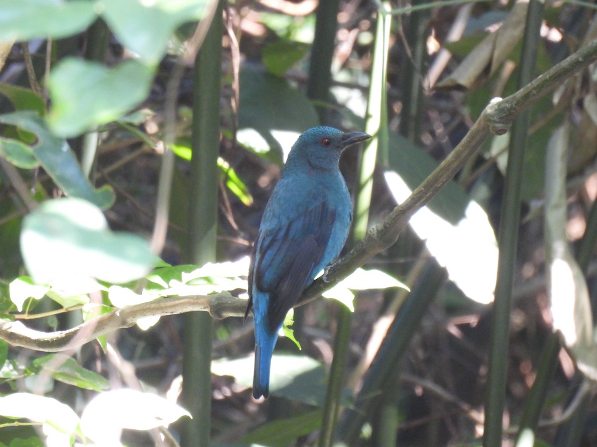 Türkisfeenvogel - ML647495359