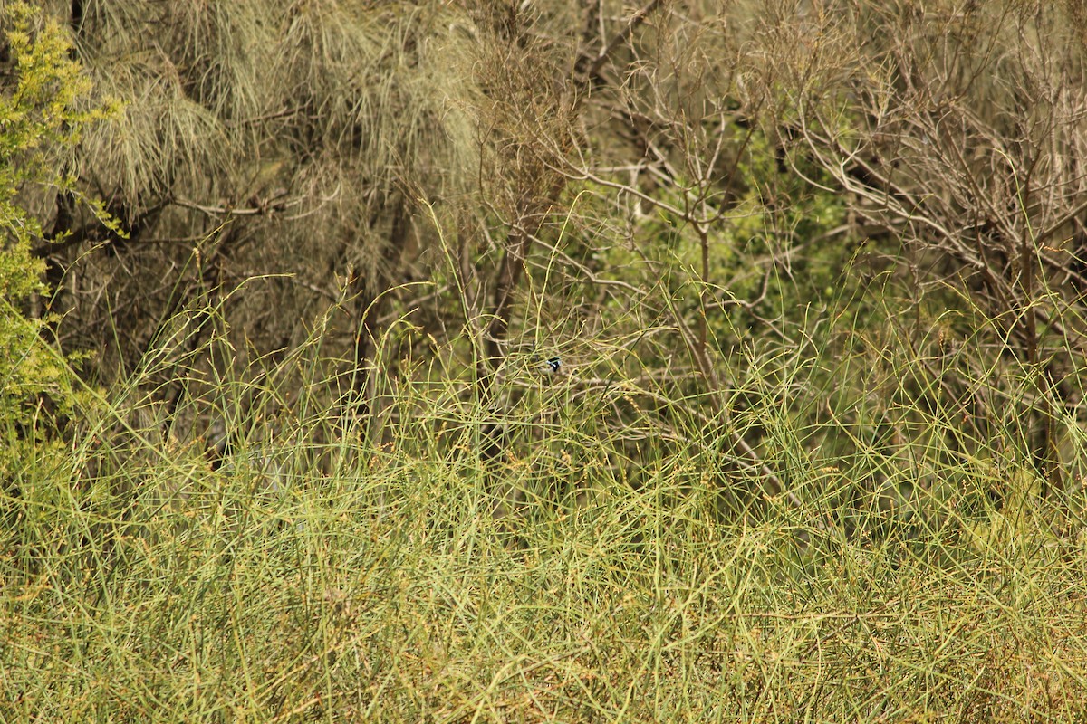 Prachtstaffelschwanz - ML647495361