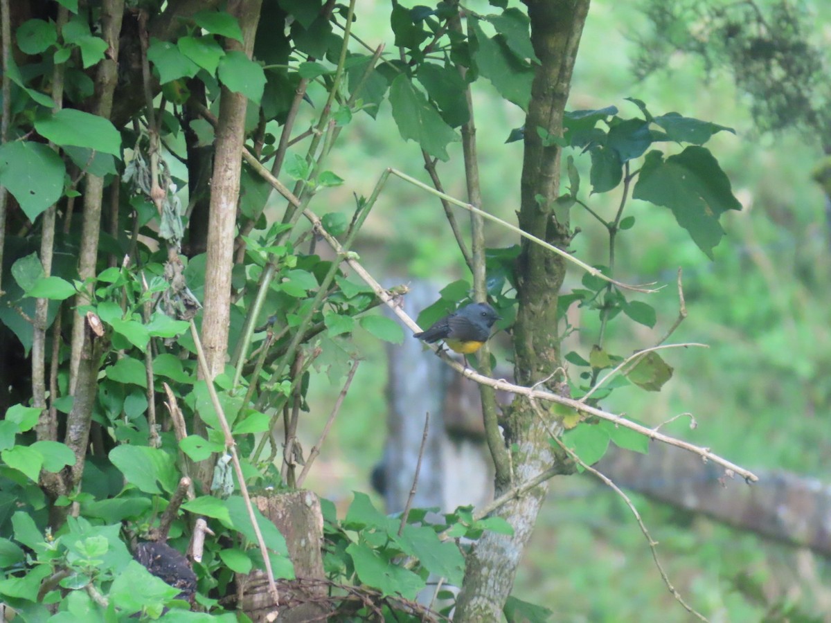 Larvenwaldsänger - ML647495362