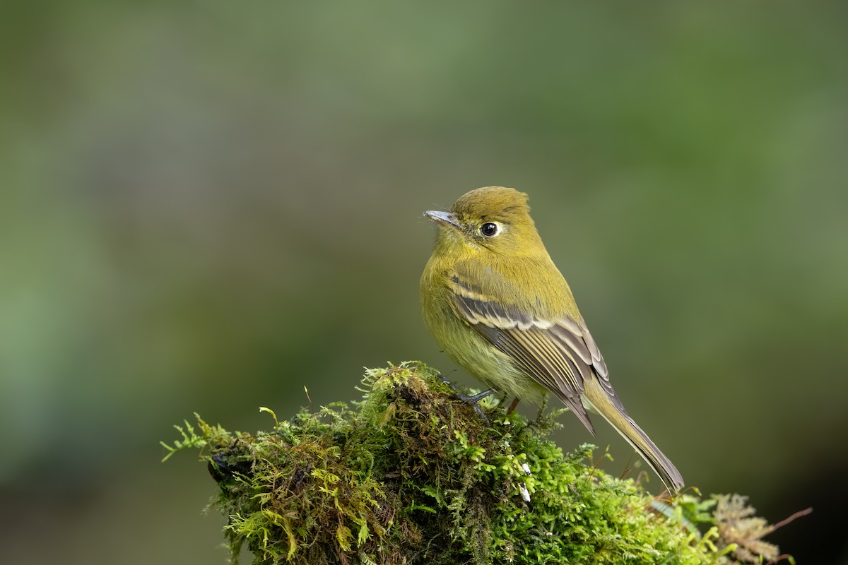 Sumpfschnäppertyrann - ML647495363