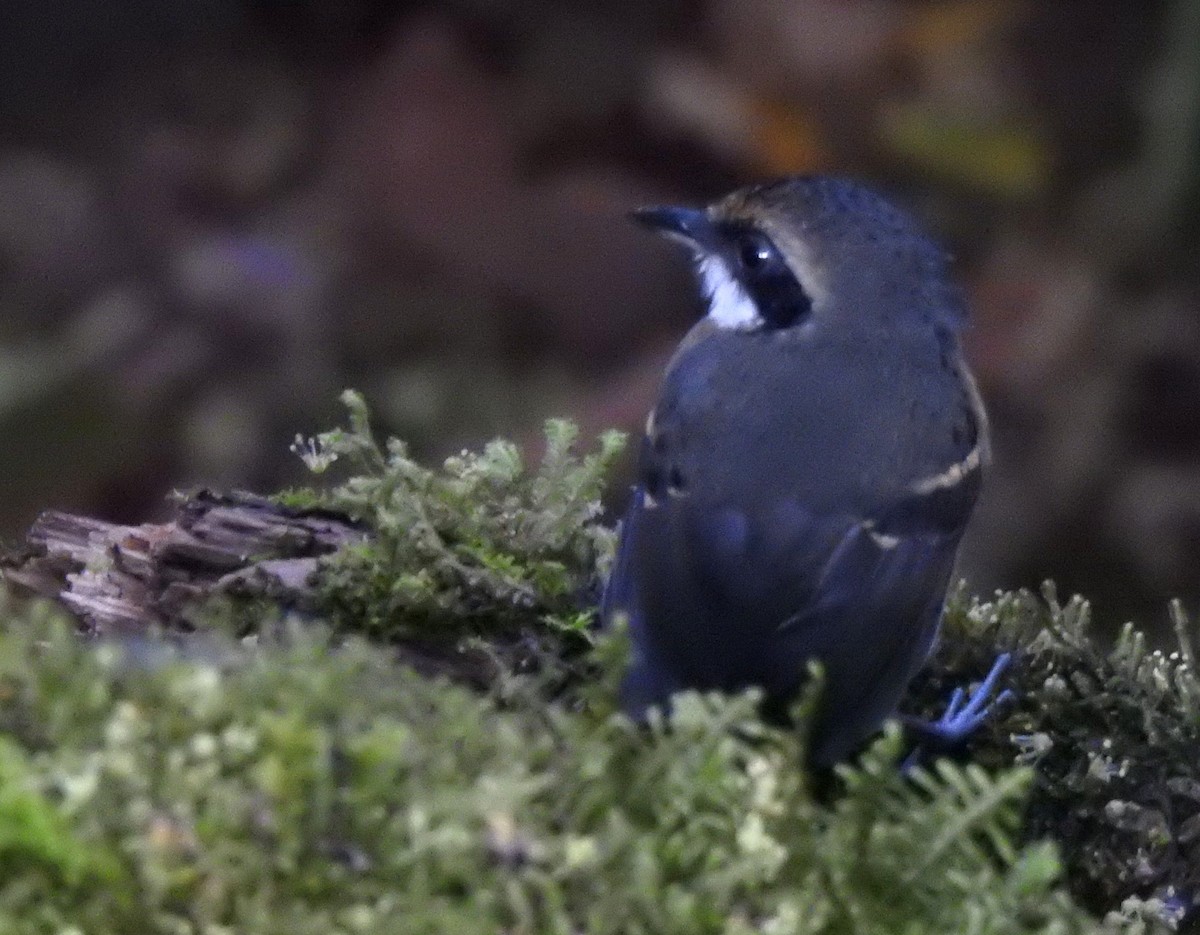 Schmalbrauen-Ameisenschnäpper - ML647495364