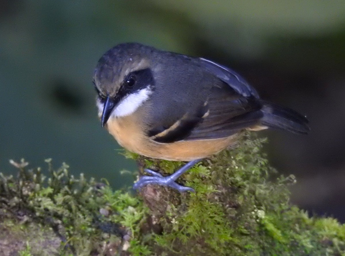 Schmalbrauen-Ameisenschnäpper - ML647495365