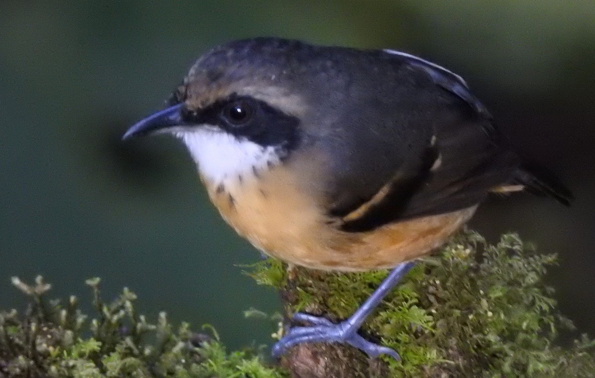 Schmalbrauen-Ameisenschnäpper - ML647495366