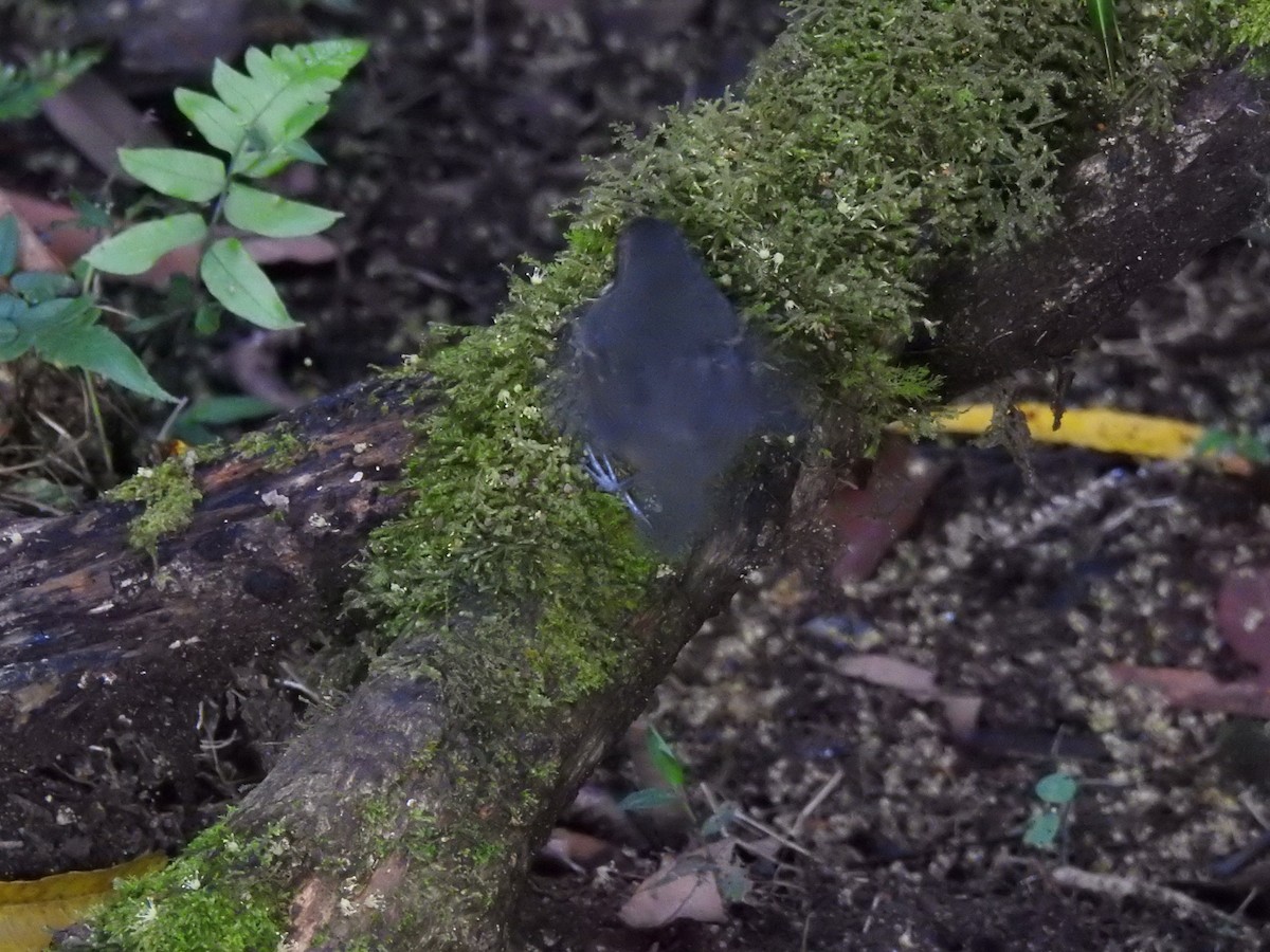 Schmalbrauen-Ameisenschnäpper - ML647495367