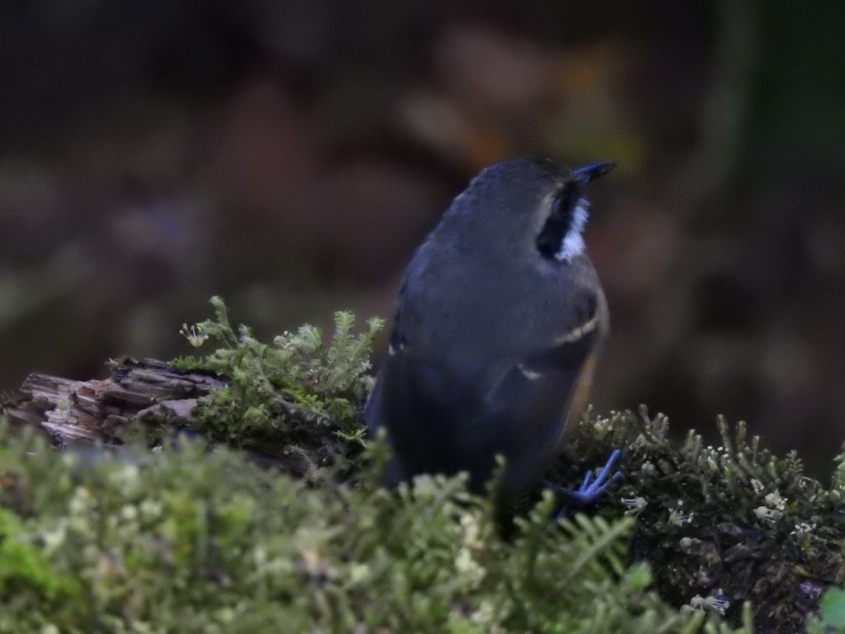 Schmalbrauen-Ameisenschnäpper - ML647495368