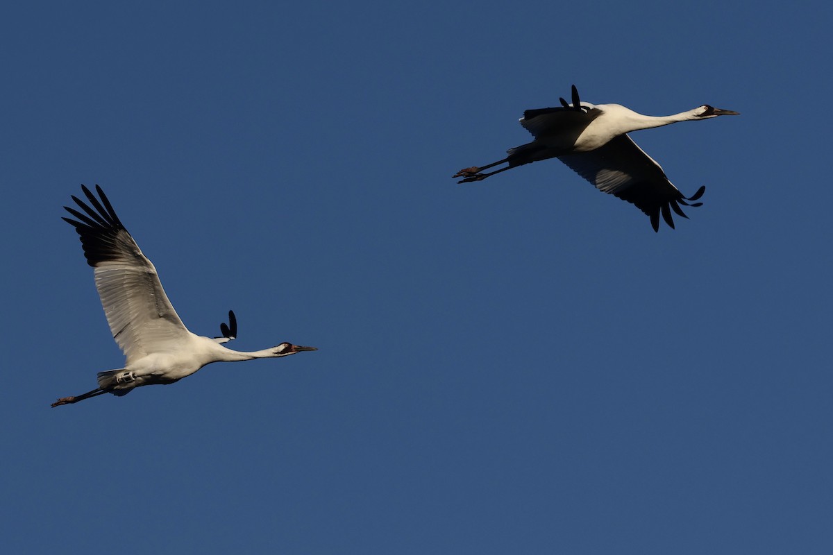 Schreikranich - ML647495369