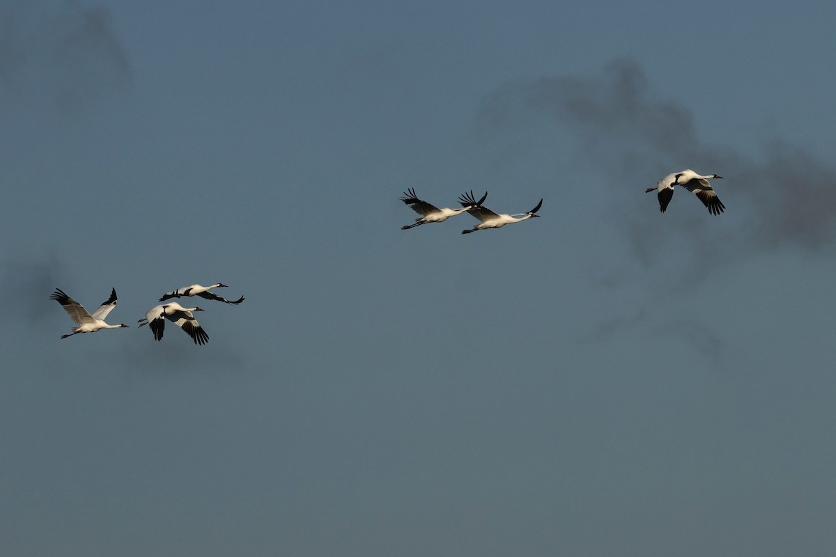 Schreikranich - ML647495370