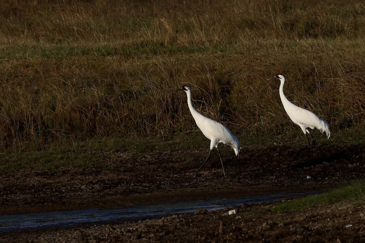 Schreikranich - ML647495371